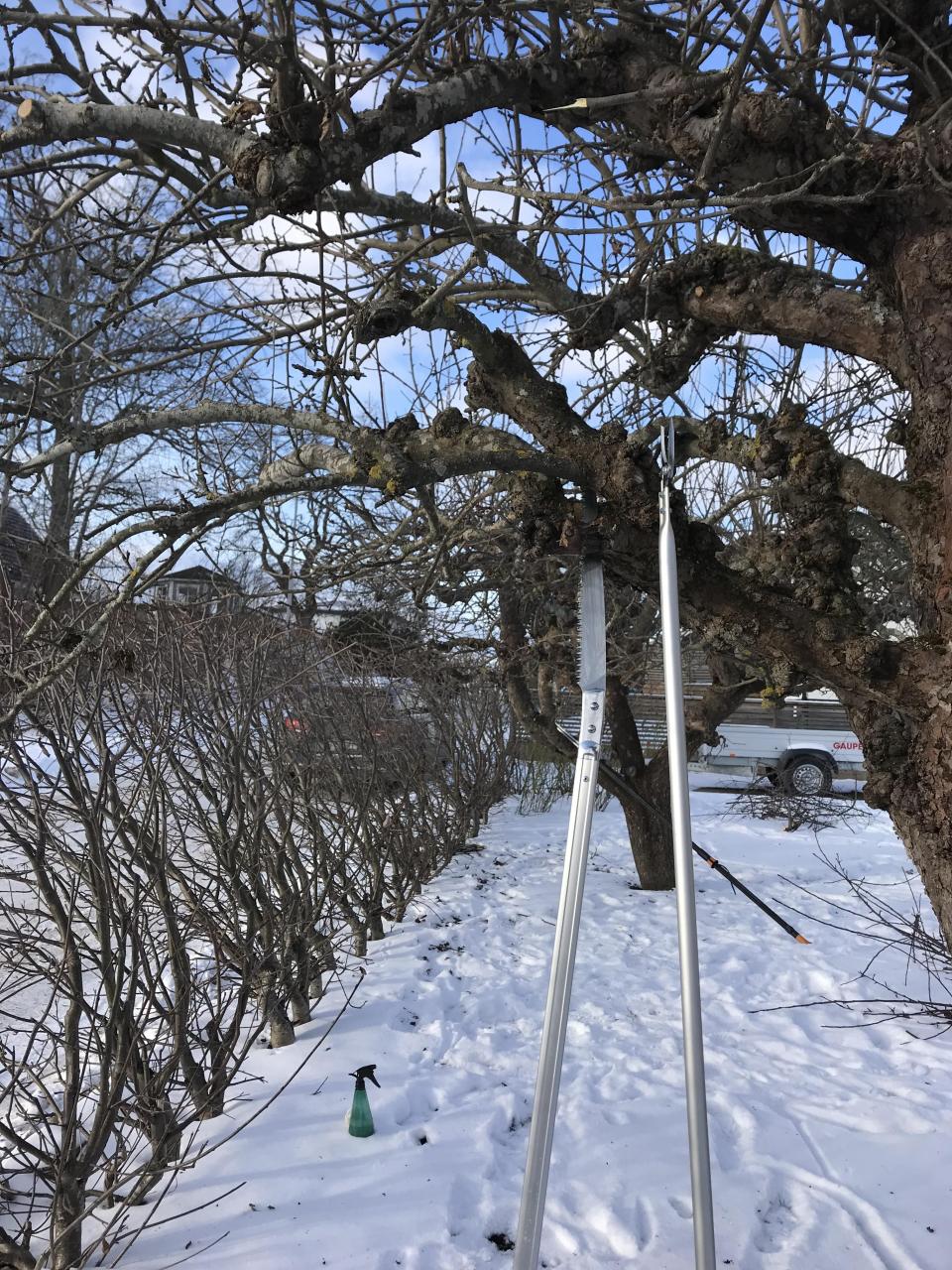 Trädbeskärning